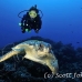 turtle_green_pm_ci_h_0021_cos0244.jpg